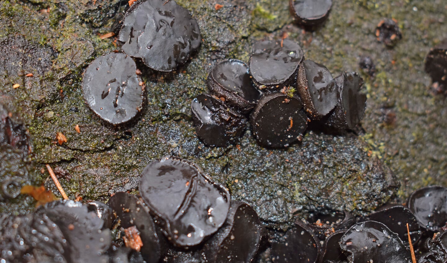 Oudere paddenstoelen van de zwarte knoopzwam lijken sprekend op drop.