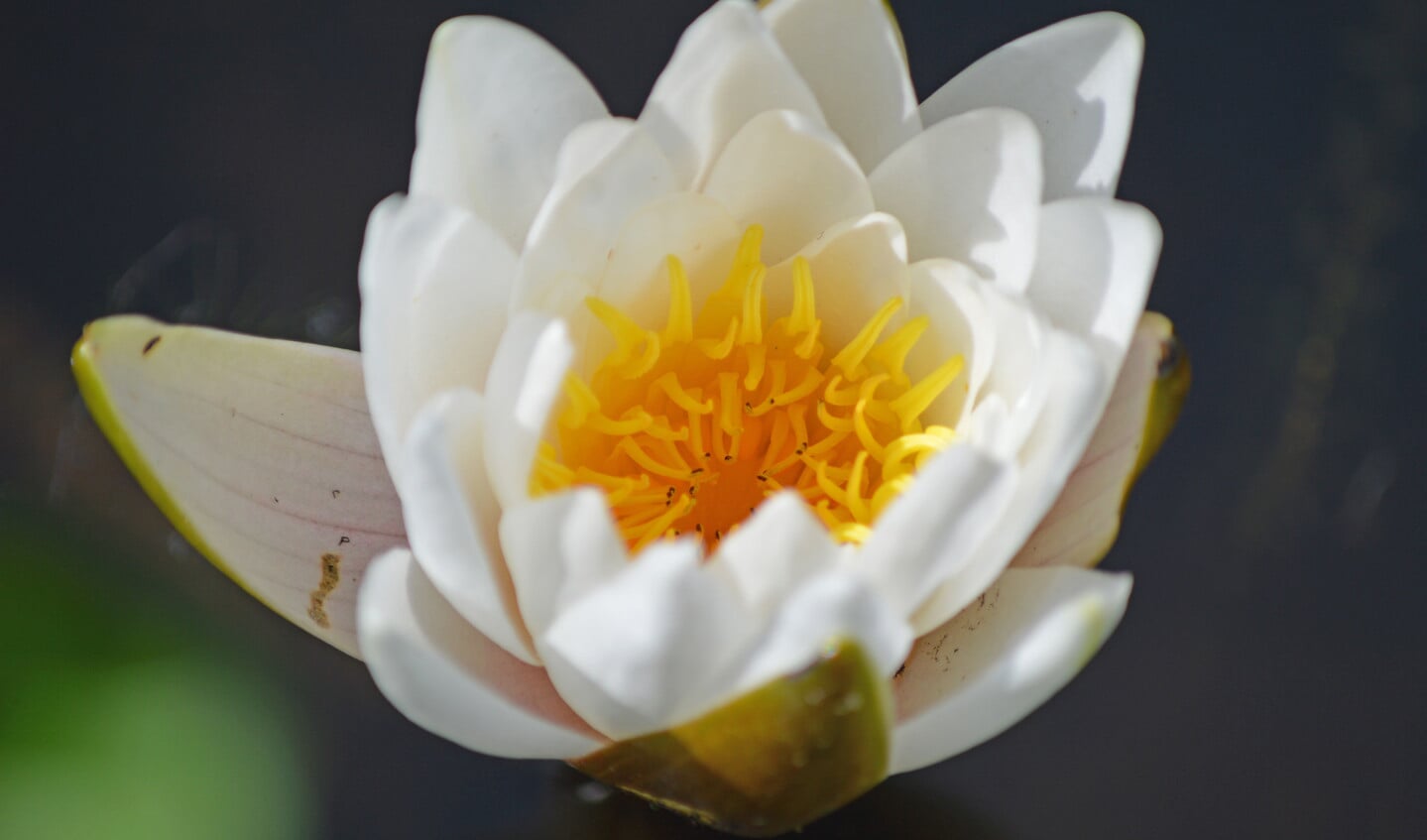 De bloemen van de waterlelie bieden alleen stuifmeel.