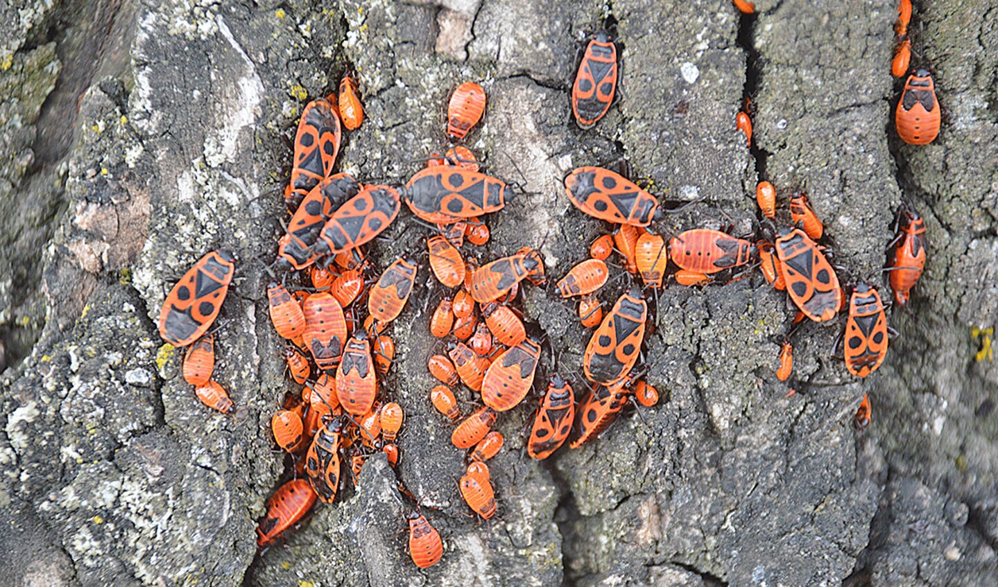 Bij vuurwantsen leven de larven en volwassen dieren vaak in grote groepen.
