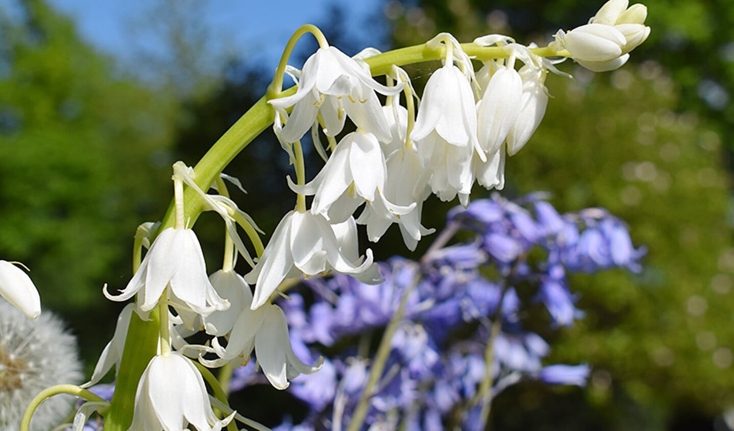 In een bloemenzee van blauwe hyacinten een exemplaar met witte bloemen.