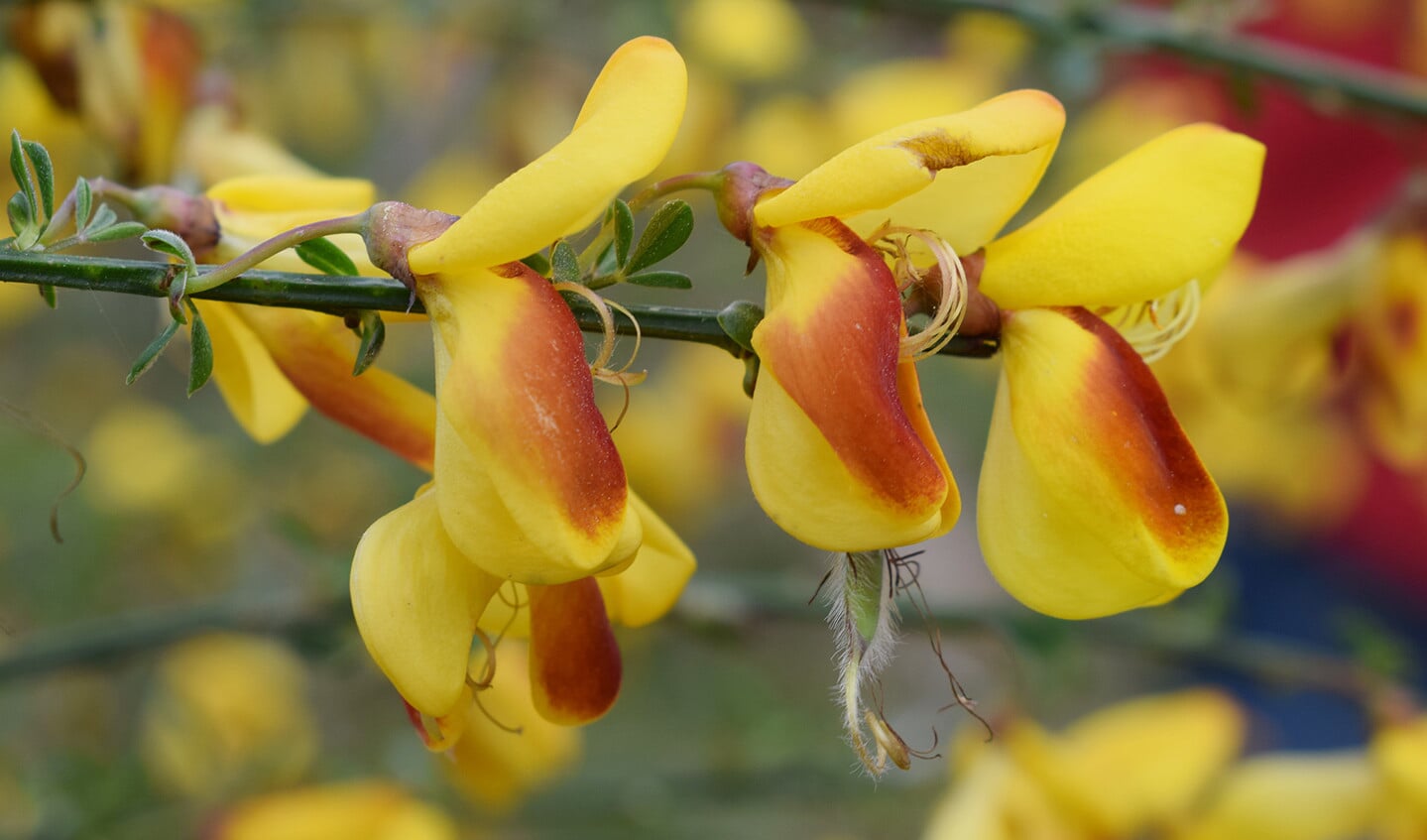 Bij één bremstruik hebben alle gele bloemen een rode blos.