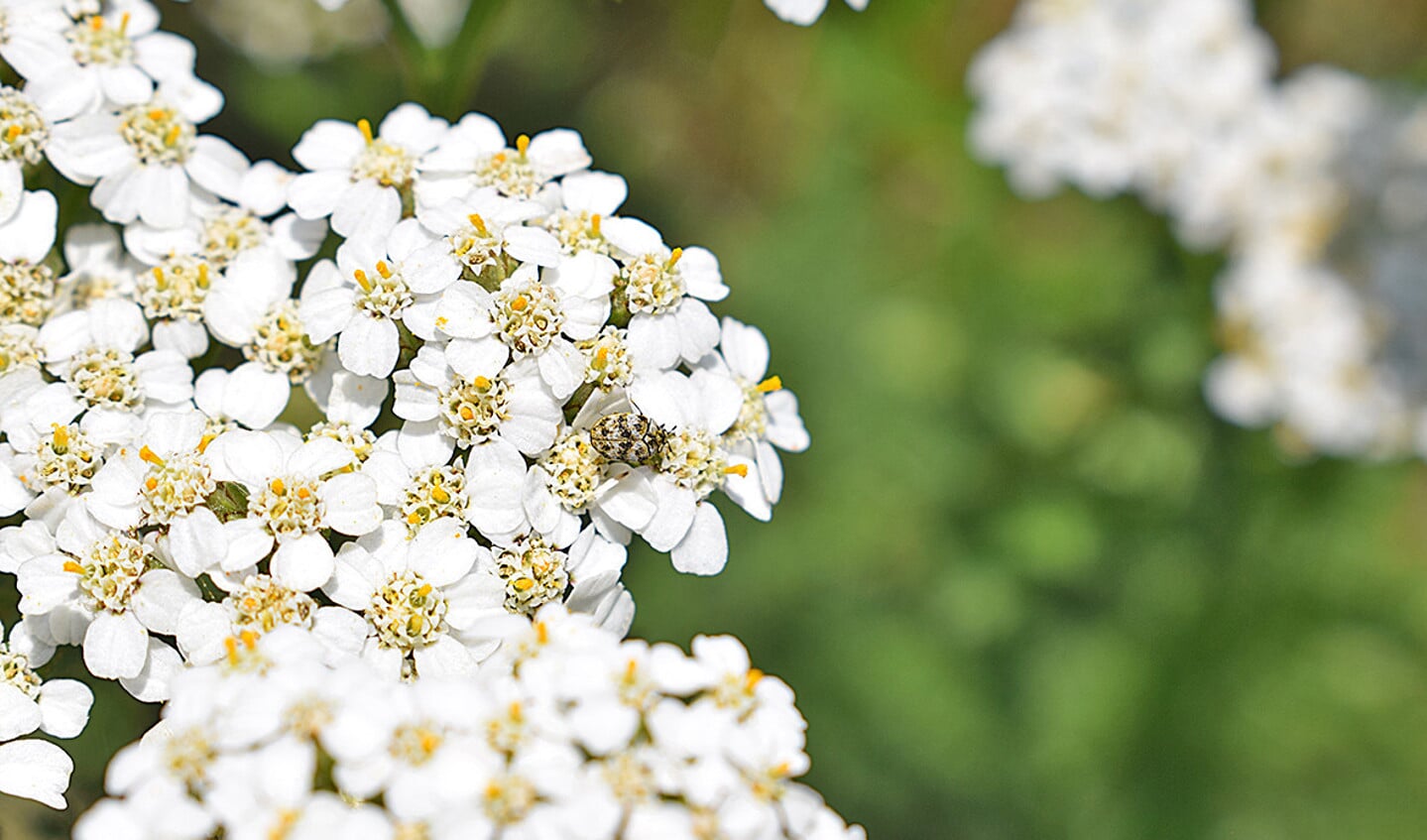 Een museumkever snoept stuifmeel en nectar op duizendblad.