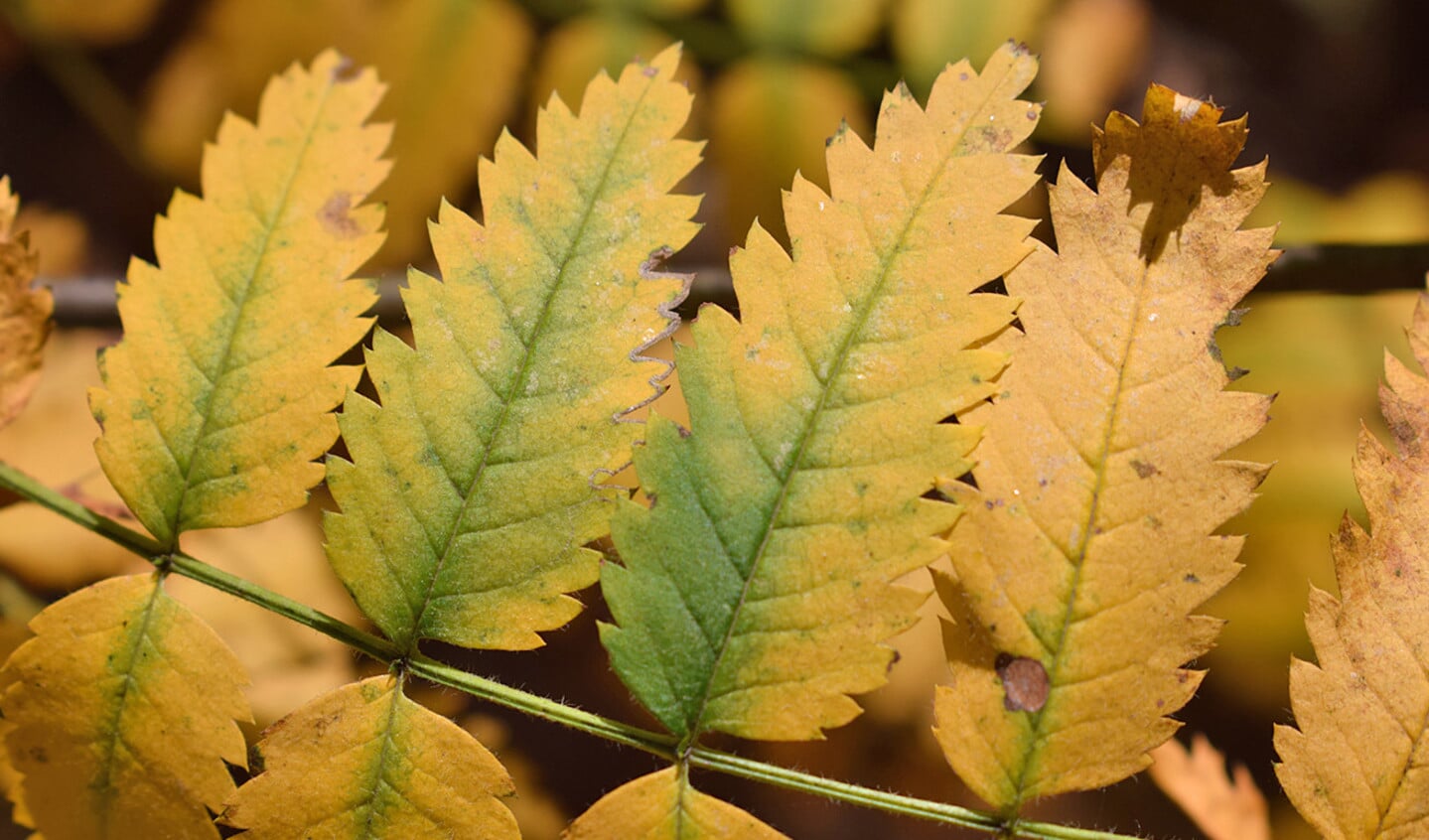 De verkleuring van lijsterbesblad begint aan de rand van de bladeren en de nerven zijn het laatst aan de beurt.