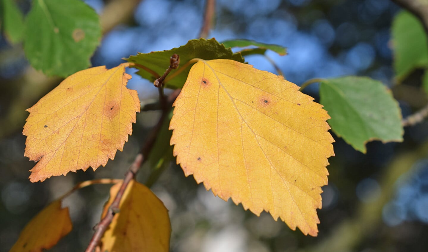 De berk is een van de eerste bomen die in de herfst voor goudgele blaadjes zorgen.