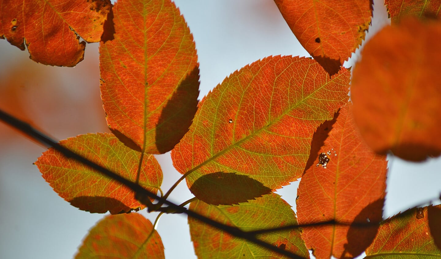 Het krentenboompje zorgt voor rode herfstbladeren.