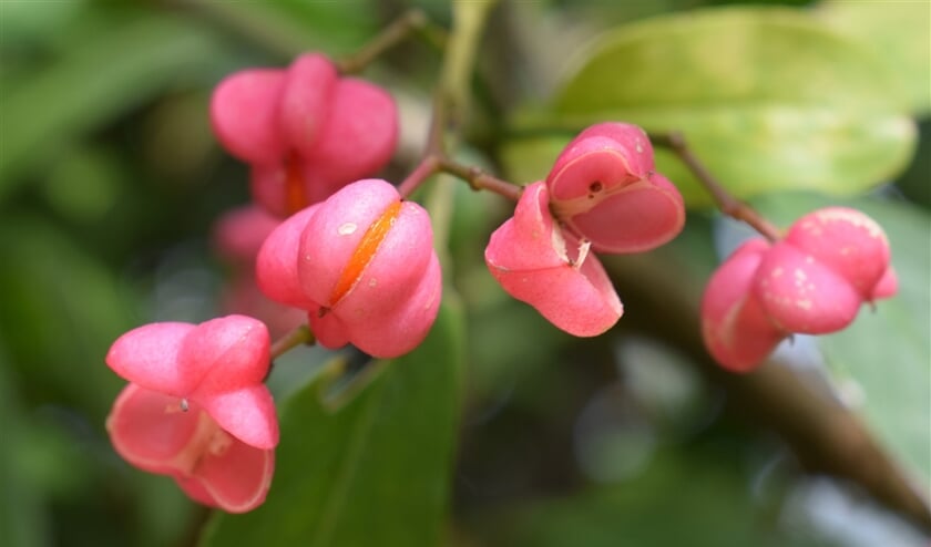 De vruchtjes van de kardinaalsmuts combineren roze en oranje. Een oude volksnaam van deze plant is: ‘verborgen oranjeklanten’. (Kees de Heer)