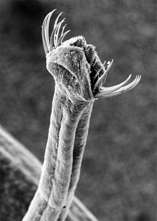 Pijlwormen zijn lastig te categoriseren in de ‘boom van het leven’. (okinawa institute of science & technology)