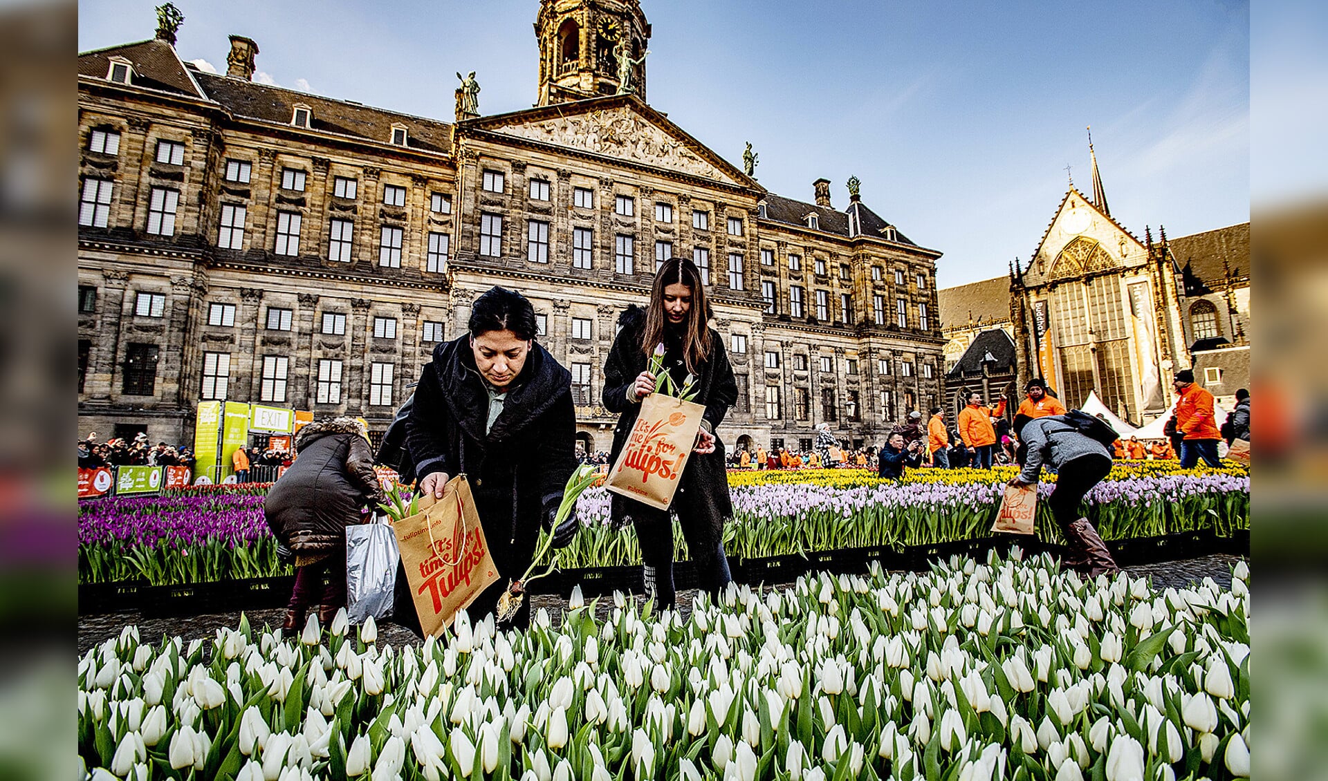 Op de Dam konden Amsterdammers en toeristen zaterdag een bos tulpen samenstellen uit de 200.000 exemplaren die daar door kwekers waren neergezet. Het was zaterdag Nationale Tulpendag, het officiële startschot van het internationale snijtulpenseizoen. <