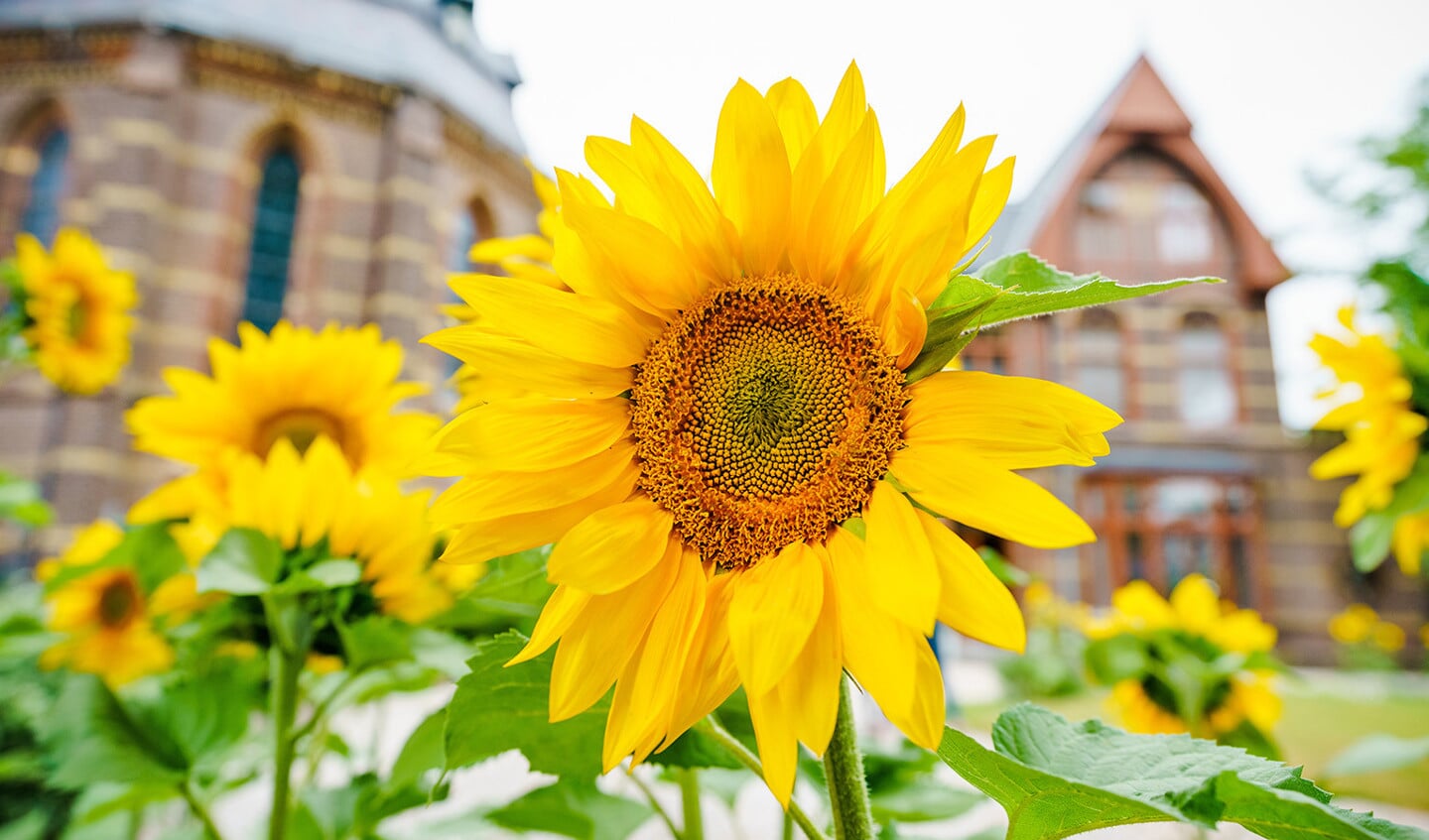 fotoverslag Zonnebloemen in Hilversum voor MH17