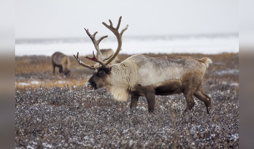 In de strenge winters van 2006 en 2013 stierven in de Russische regio Jamal tienduizenden rendieren van de honger. Ze konden geen voedsel vinden. (ap / Igor Novikov)