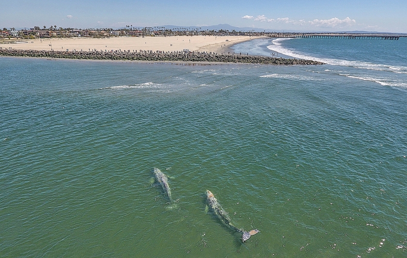 Een paar grijze walvissen zwemmen in ondiep water in de monding van de San Gabriel River tussen Long Beach en Seal Beach in de Amerikaanse staat Californië. De grijze walvis kan een lengte bereiken van 13 tot 15 meter, weegt 14 tot 35 ton en heeft slechts twee vijanden: de mens en de orka. Ondanks dat is het wel een bedreigde diersoort. De walvissen trekken rond tussen Canada en de Golf van Mexico, om in de Golf van Californië te paren. ? (ap / Jeff Gritchen)