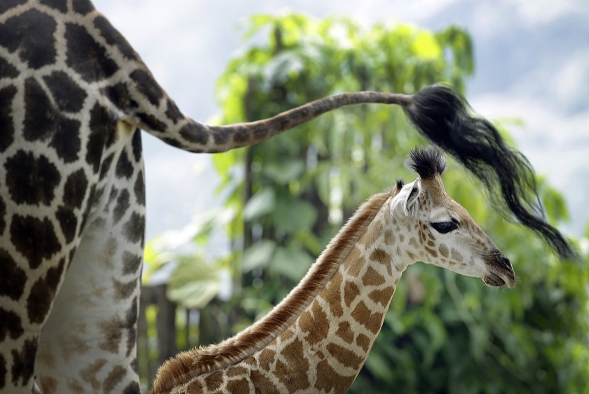 Deze week gefotografeerd in Singapore Zoo: vader giraffe (achterwerk) en zijn jong, dat in augustus in de dierentuin is geboren, de eerste sinds 28 jaar. De Singapore Zoo staat bekend om het bevorderen van kennis over het belang van natuurbehoud, door lesprogramma’s en fokprogramma’s voor dieren in gevangenschap, waaronder enkele bedreigde diersoorten. (ap / Wong Maye-E)