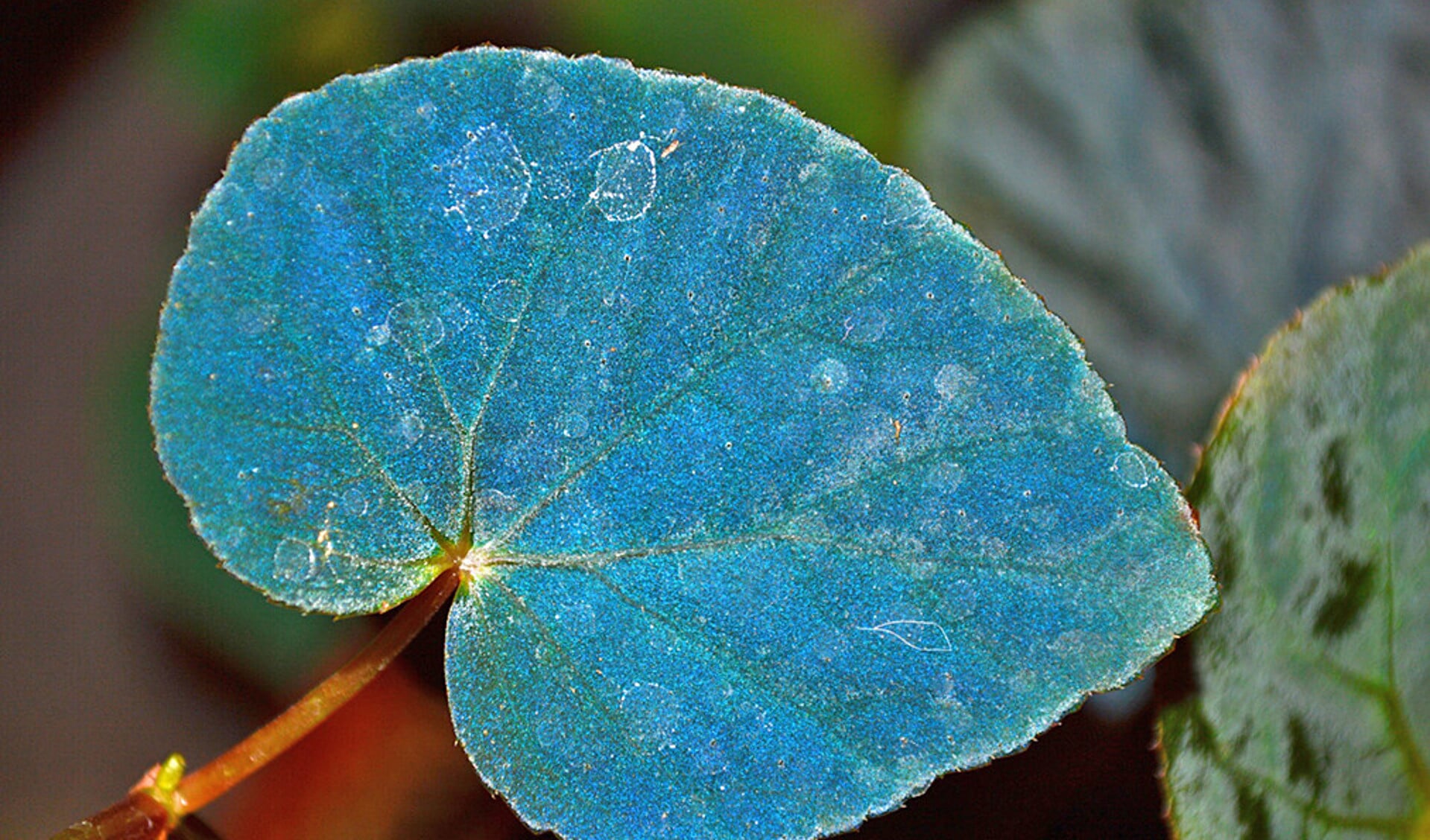 Blauw blad van de Begonia pavonina, in de Maleisische regenwouden.