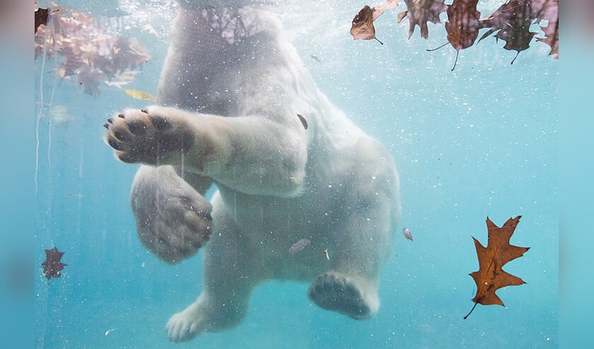 Het is dubbel feest in Apenheul. Onlangs werd er in de dierentuin een gouden leeuwapentweeling geboren. De twee nieuwe aapjes maken het goed; ze zijn al te zien voor bezoekers. Gouden leeuwapen leven in het wild in het Atlantisch regenwoud van Brazilië, waar hun voortbestaan bedreigd wordt door houtkap. Apenheul is mede om die reden onderdeel van een fokprogramma voor gouden leeuwapen. ? (apenheul)