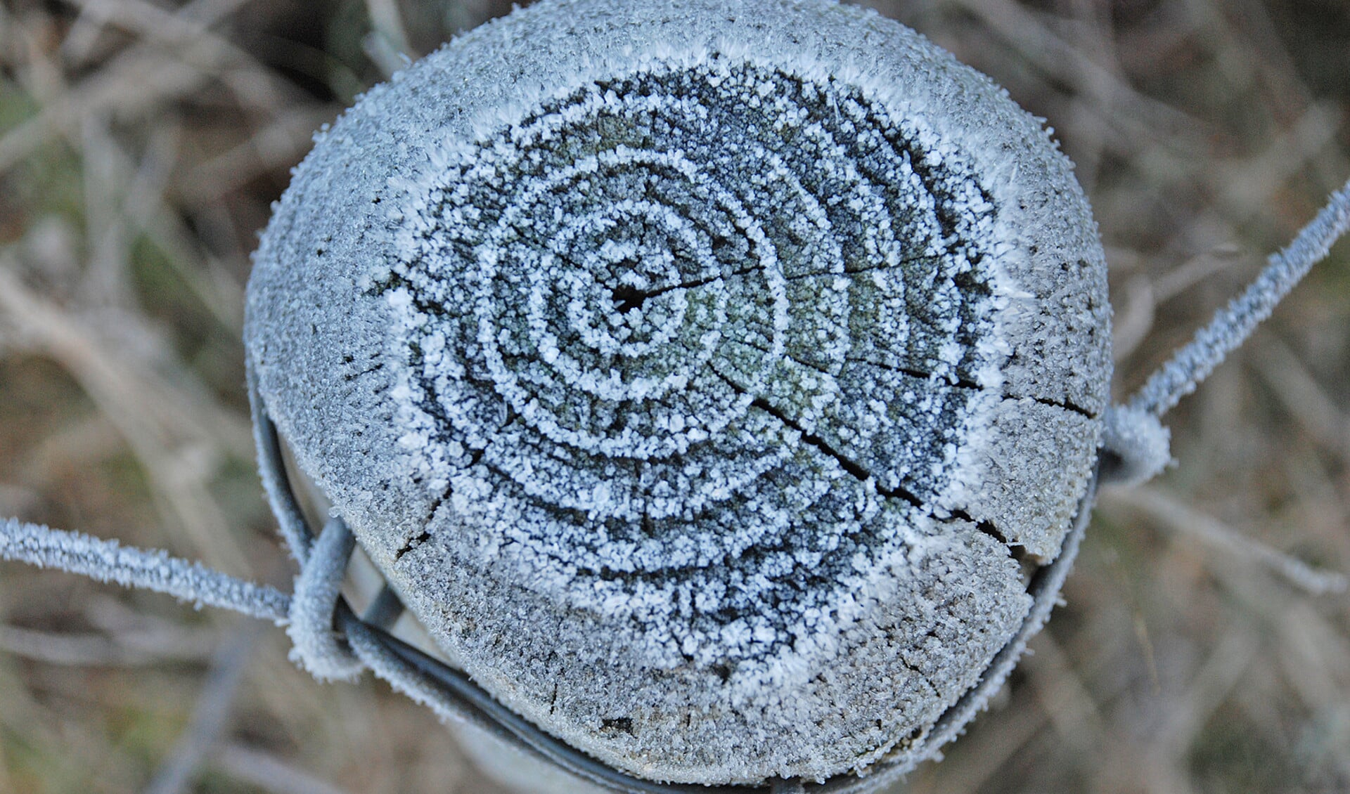 De witte cirkels op een berijpt paaltje corresponderen met de jaarlijnen in het hout.