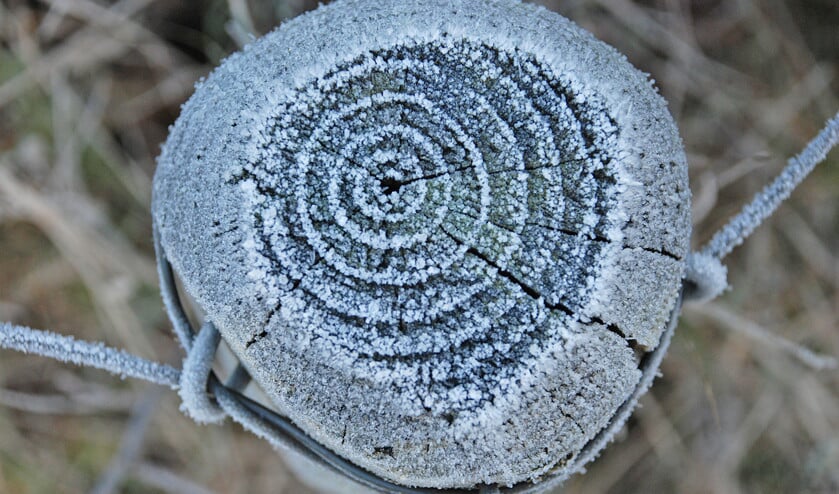 De witte cirkels op een berijpt paaltje corresponderen met de jaarlijnen in het hout. (Kees de Heer)
