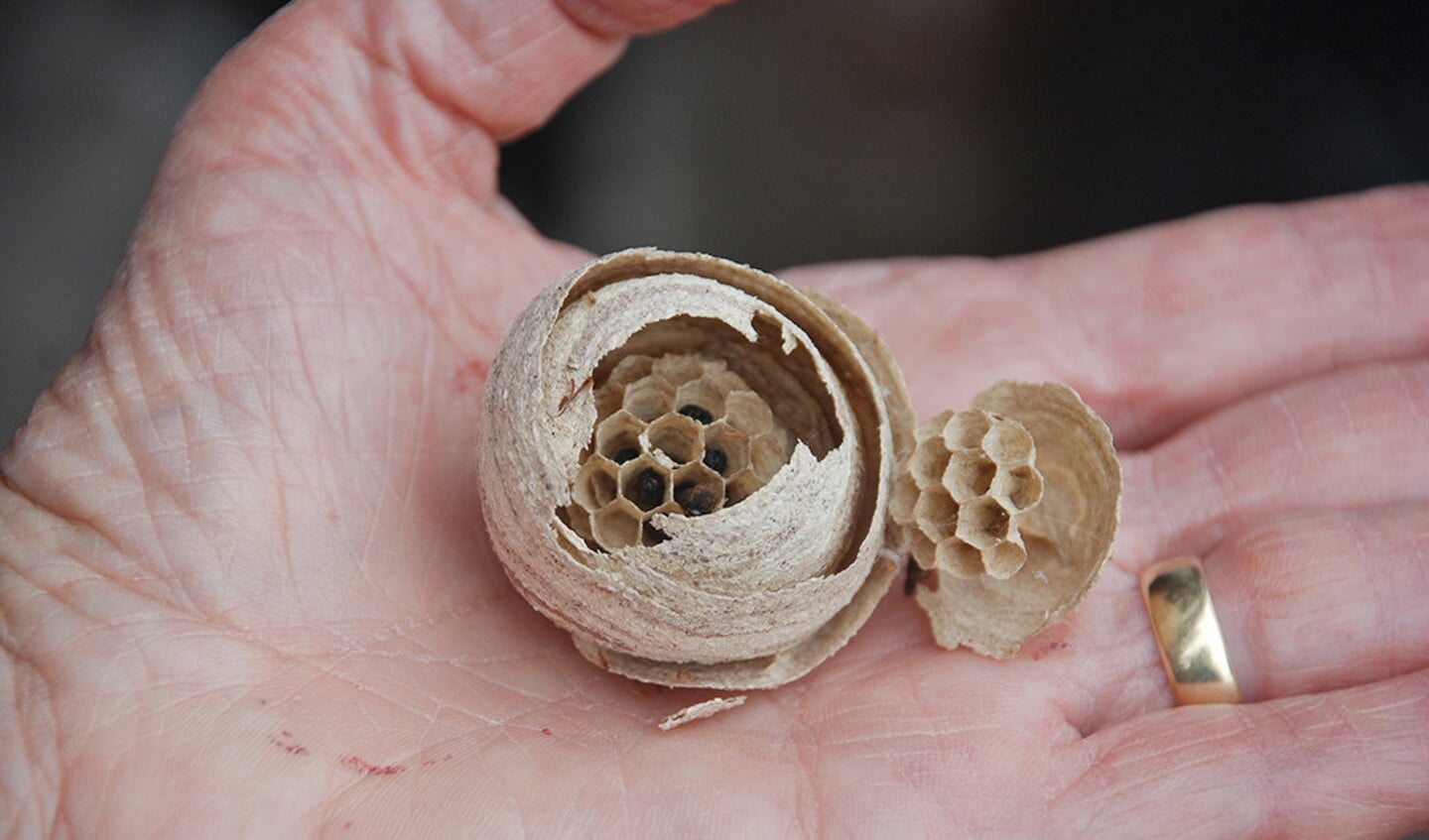 Veldwespen vormen kleine nestjes, met tientallen cellen.