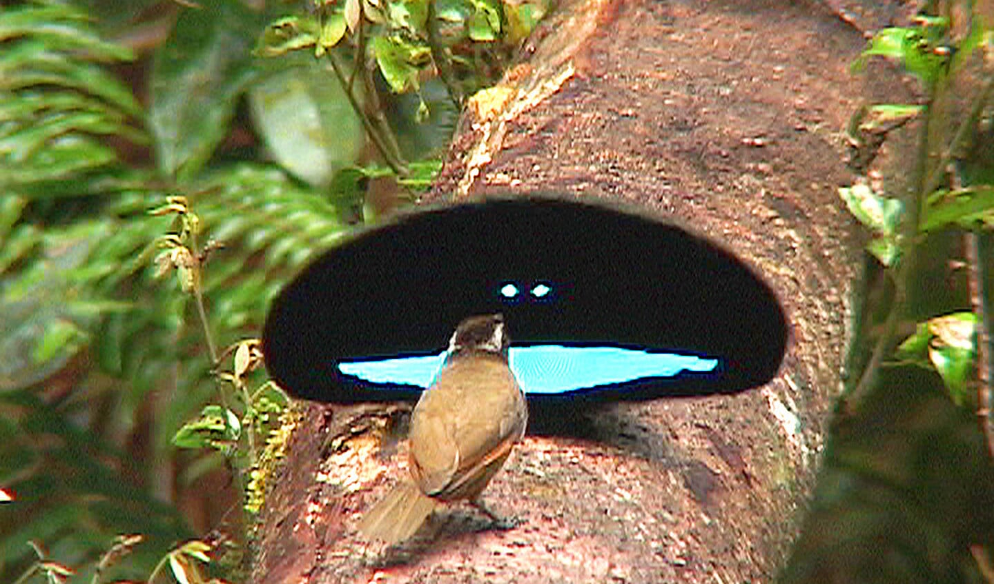 Een paradijsvogel kan extreem zwarte veren hebben rondom de felblauwe veren.