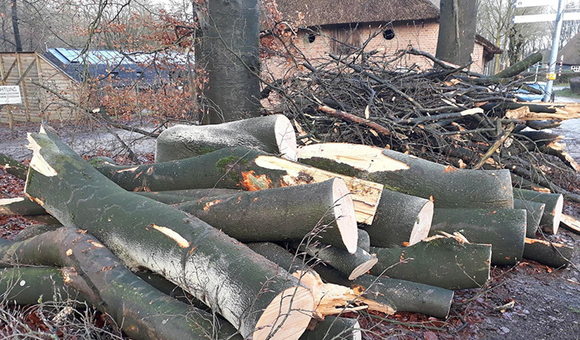 In het Openluchtmuseum in Arnhem zijn bij de westerstorm van afgelopen donderdag veel bomen omgewaaid.