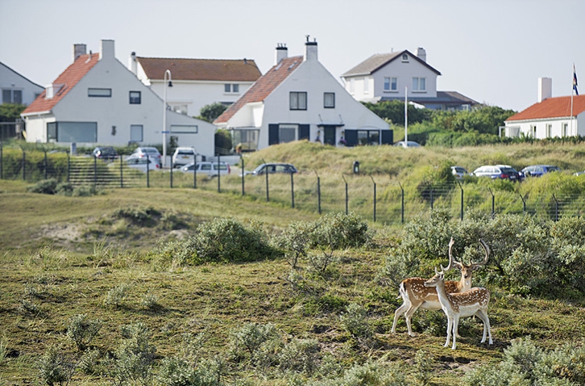 Bij de Amsterdamse Waterleidingduinen in Zandvoort zorgt een grote populatie damherten voor overlast. Het afschieten mag doorgaan. (anp)