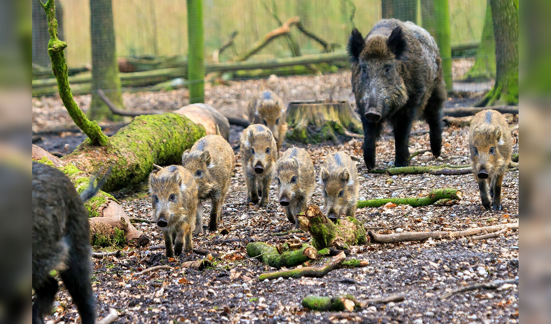Staatsbosbeheer wil dat jagers van buitenaf het overschot aan zwijnen in het Nationaal Park De Meinweg in Limburg gaan afschieten.