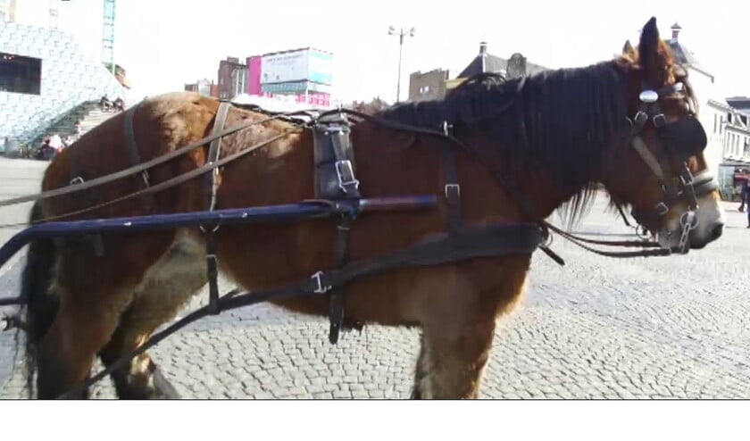 Koetsier Jan Klooster uit Groningen heeft zijn koets omgeruild voor een paardentram. Daar is nu een rel over ontstaan. (rtv noord)