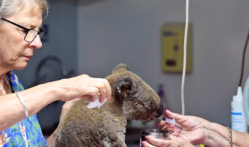 Kort & Klein: De bij Australische bosbranden geredde koala Lewis is toch overleden (afp / Saeed Khan)