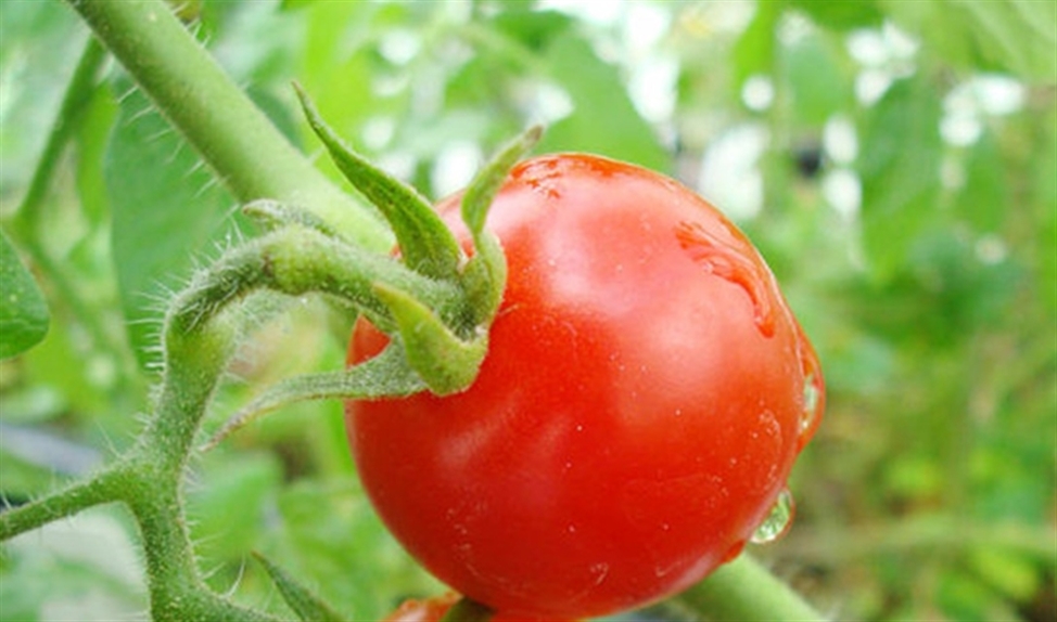 Een van de tomatenplantjes gekweekt op ‘Marsgrond’. (Wieger Wamelink/ wageningen university)