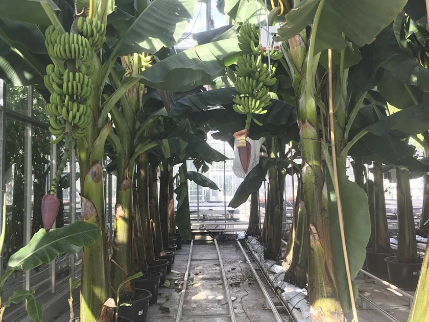 De bananenplanten stonden te dicht op elkaar en de kas was te laag, maar toch is het gelukt: bananen oogsten in Nederland. (wu&r)