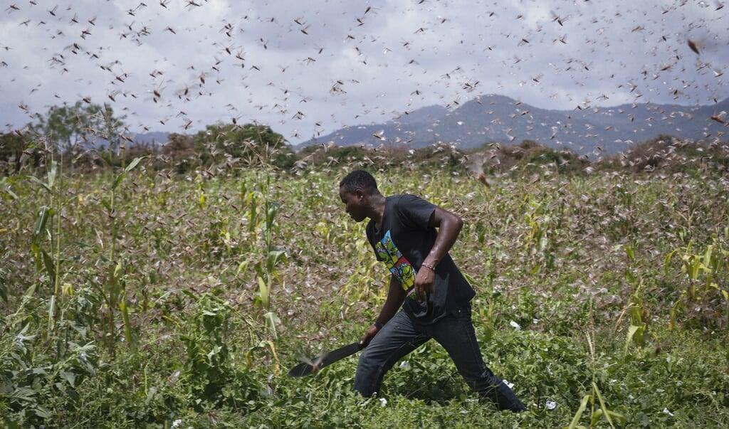 2020-01-24 12:41:47 epa08160541 A local farmer Theophilus Mwendwa wades through a swarm of desert locusts flying over maize crops in a farm in Enziu, Kitui County, some 200km east of the capital Nairobi, Kenya, 24 January 2020. Large swarms of desert locusts have been invading Kenya for weeks, after having infested some 70 thousand hectares of land in Somalia which the United Nations Food and Agriculture Organisation (FAO) has termed the 'worst situation in 25 years' in the Horn of Africa. FAO cautioned that it poses an 'unprecedented threat' to food security and livelihoods in the region. EPA/DAI KUROKAWA (beeld Epa/dai Kurokawa)
