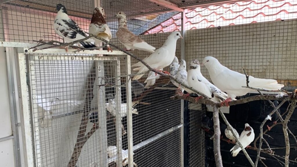 Deze duiven zoeken nog een nieuw onderkomen. De vogels zijn bij de noodopvang in Zwolle ontwormd. (beeld rtv oost)