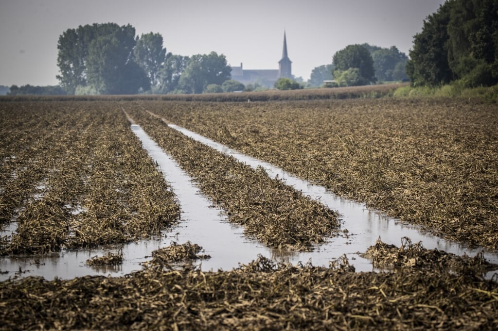 Door de waterramp in Limburg zijn veel oogsten hier mislukt. Zeeuwse boeren besloten hun Limburgse medeboeren hooi te leveren. (beeld anp / Vincent Jannink)