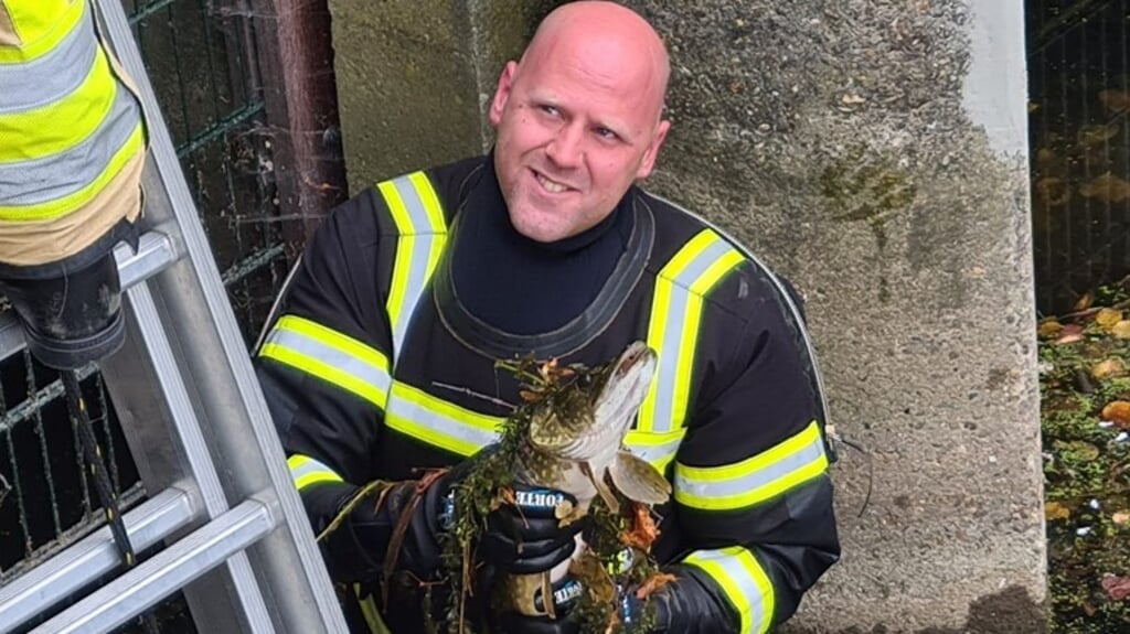 Een vrijwilliger van de brandweer met de snoek die vastzat onder een brug. (beeld dierenambulance kampen)