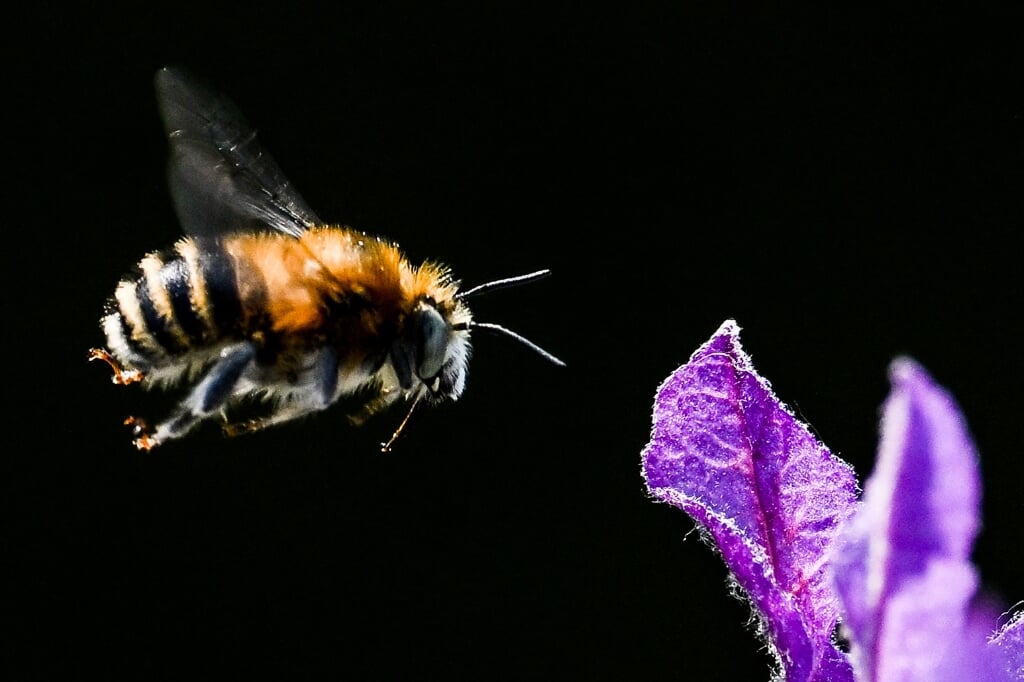 2022-05-18 17:58:38 epa09955900 A bee prepares for landing to collect a lavender flower pollen in Berlin, Germany, 18 May 2022  EPA/FILIP SINGER  (beeld Epa/filip Singer)