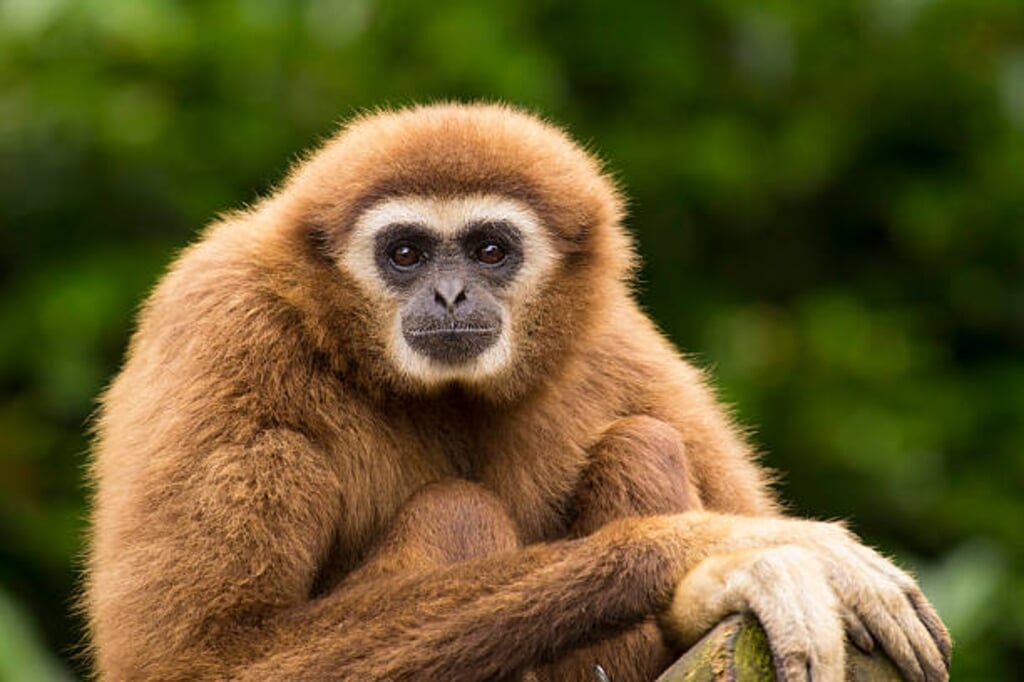 White handed gibbon sitting in a tree  (beeld Getty Images/iStockphoto)