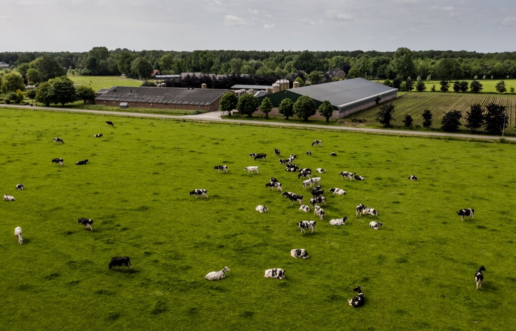 2022-06-10 11:09:46 NIJKERK - Dronefoto van koeien in een weiland in de Gelderse Vallei, een van de gebieden waar de stikstofuitstoot drastisch naar beneden moet. Natuurminister Christianne van der Wal komt met een plan om de hoeveelheid stikstof sterk terug te dringen. ANP SEM VAN DER WAL (beeld anp / sem van der wal)
