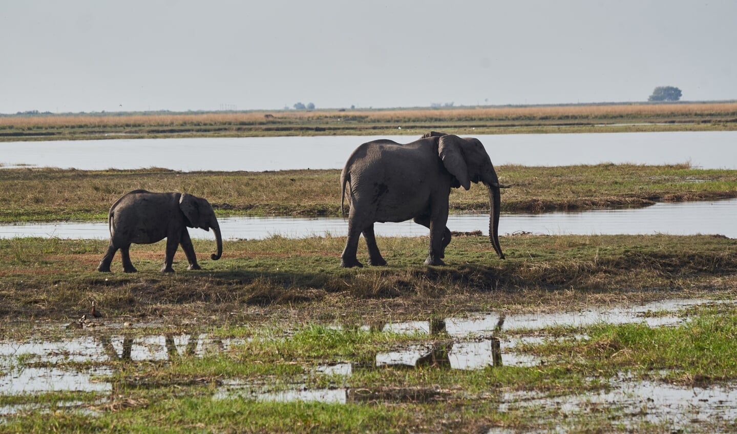 Elephants roam the Chobe river which borders Botswana and Namibia in Kasane, on July 19, 2022. 
