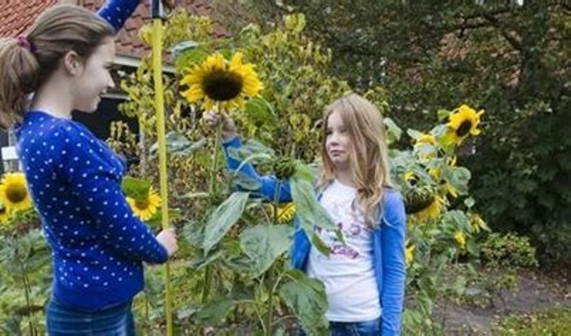 Bestuur buurtvereniging Hoofdvaart-West roept jeugd op te zorgen voor 'zonnebloemen-buurt'.