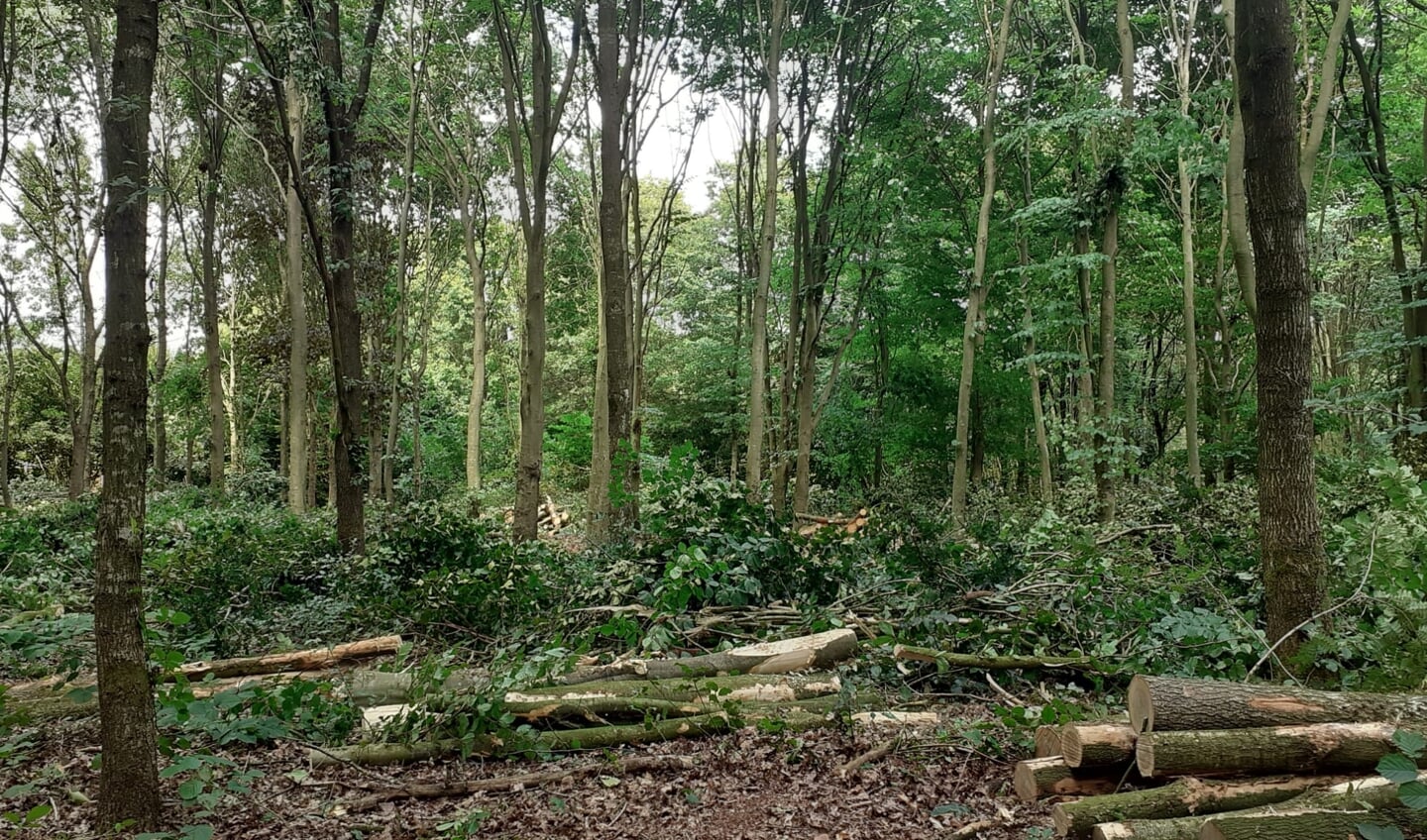 Het hout van de weggehaalde bomen blijft liggen als 'voedsel' voor planten en dieren. 