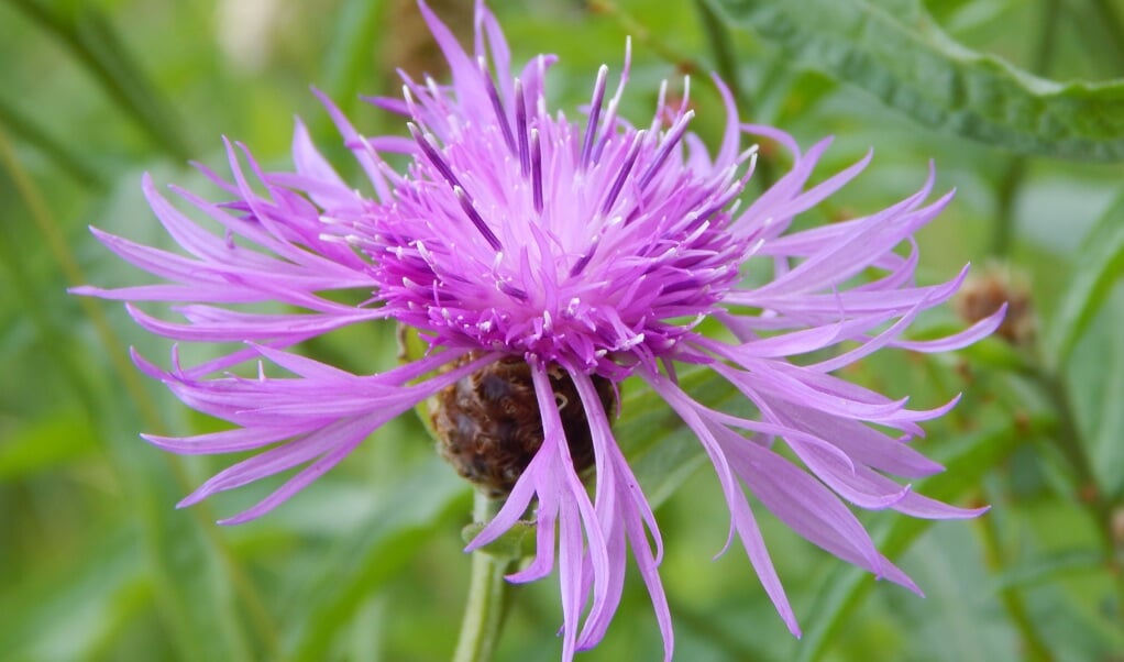 Foto: Janneke de Groot, Staatsbosbeheer.