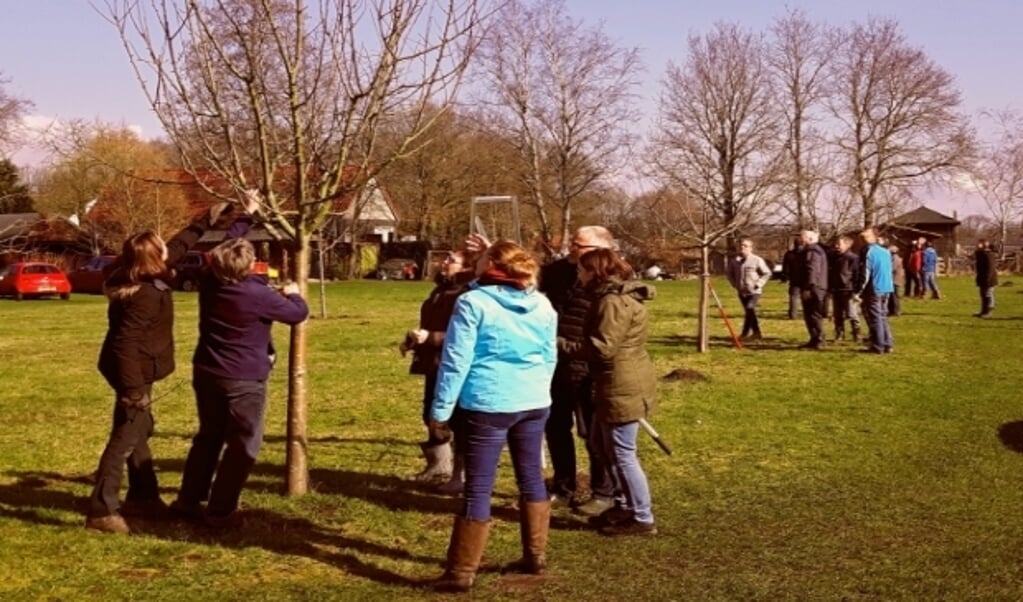 Onder begeleiding snoeien de cursisten een appelboom.