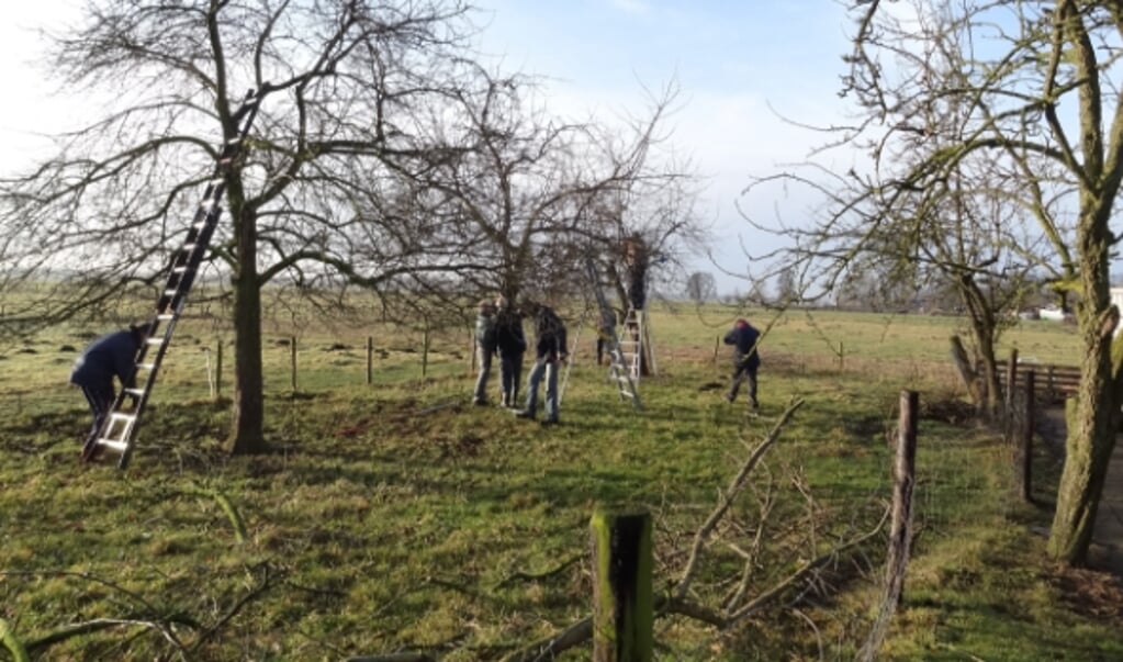  Fruitbomen snoeien in de boomgaard. Foto: Groentje 