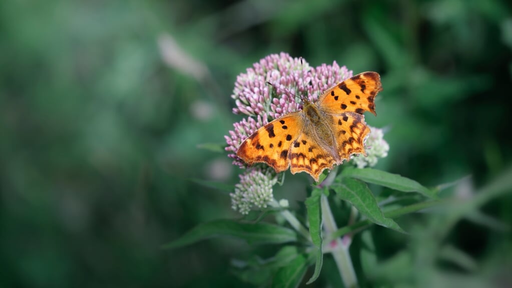   Vlinder ter illustratie. Foto: Shutterstock 