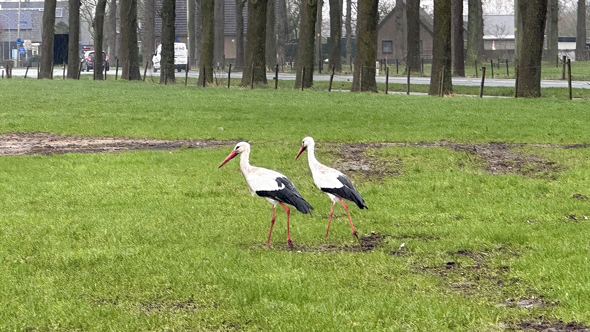 Ooievaarsechtpaar zoekt eten. Foto: Wijnand Kooijmans