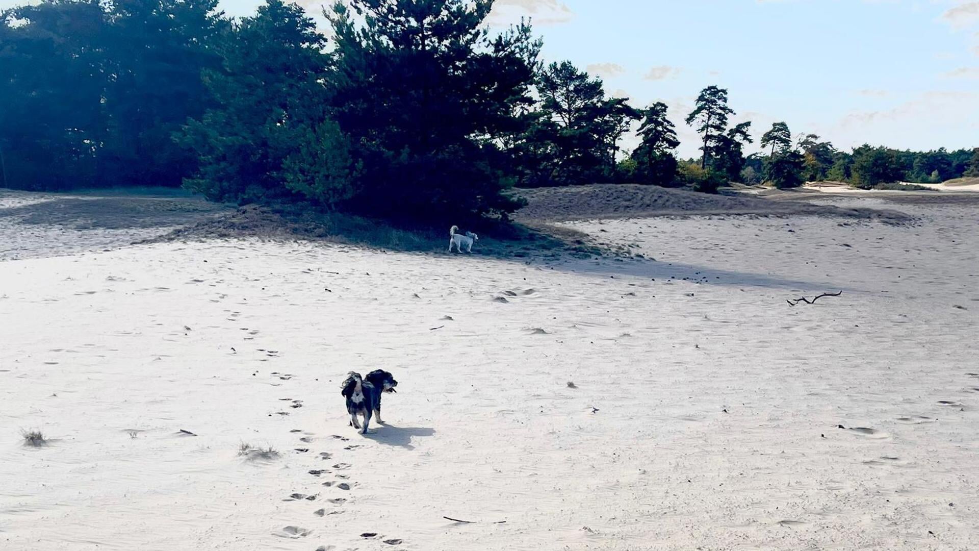  Op de zandverstuiving dwalen honden niet meer los rond. Foto: Wijnand Kooijmans 