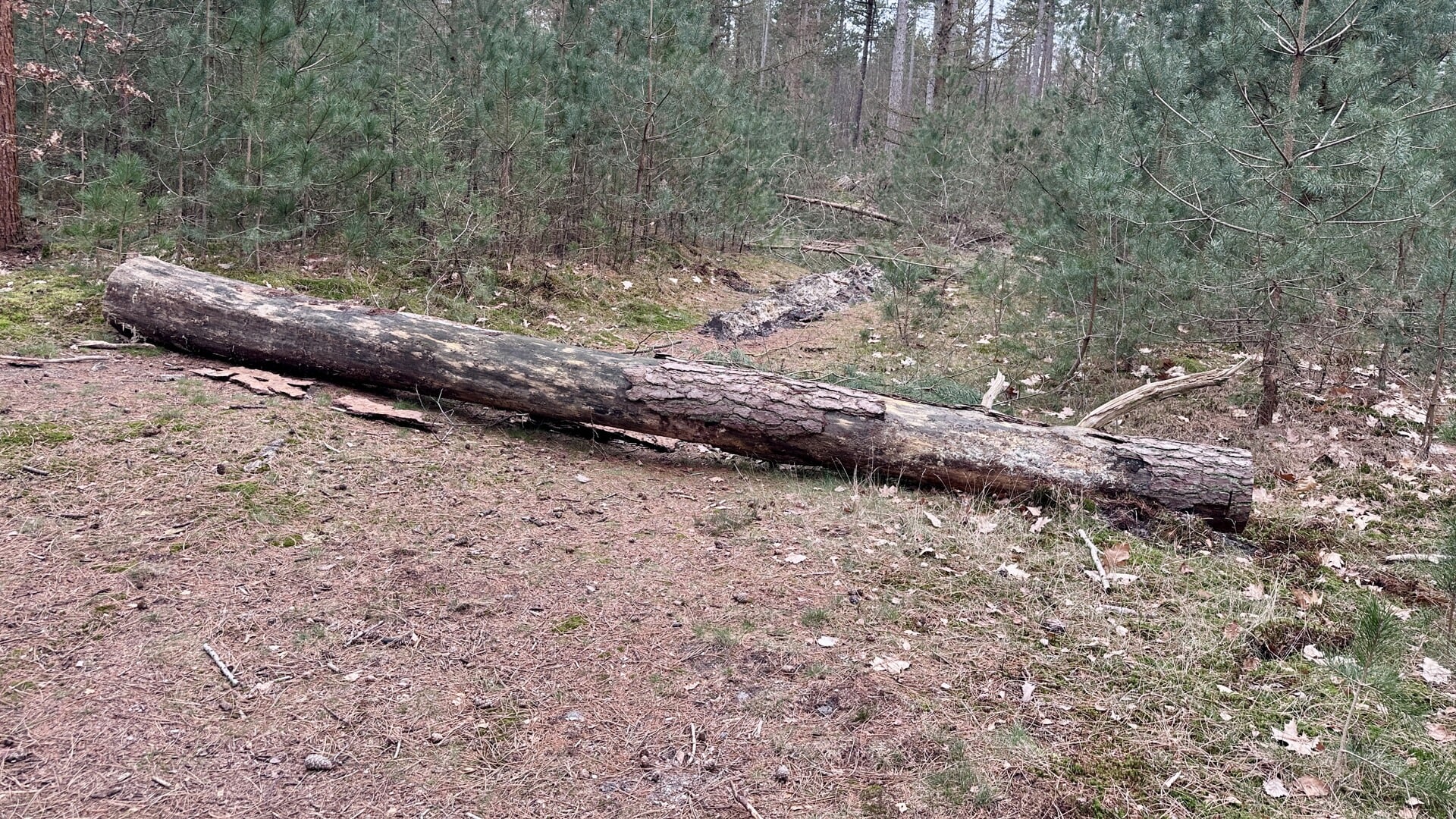 Eén van de mountainbike-routes is versperd met onder meer bomen. 