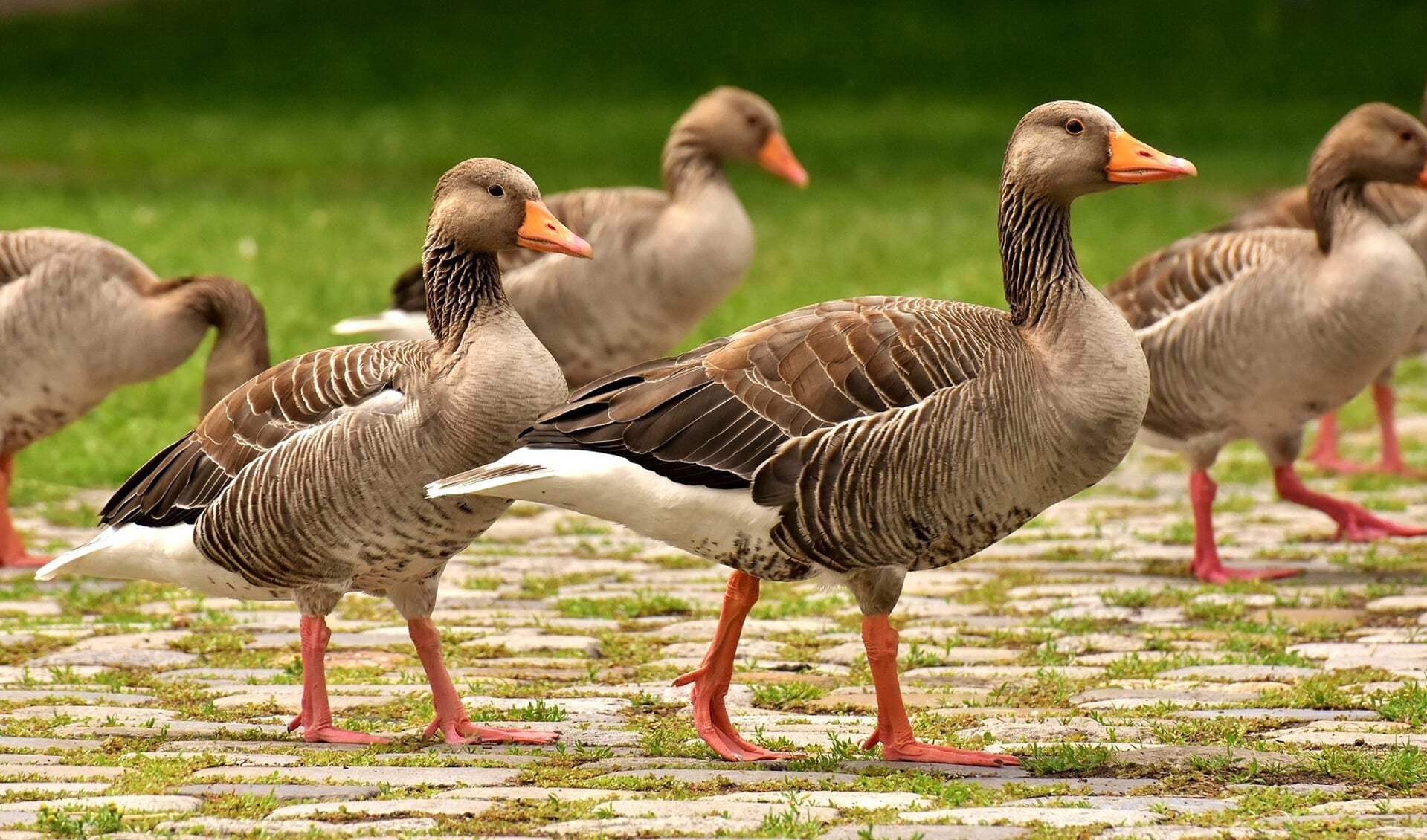 Vogelgriep is zeer besmettelijk voor pluimvee en voor watervogels, zoals ganzen.