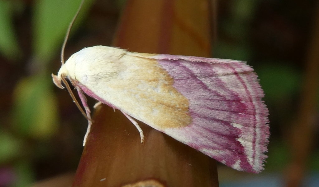 Het prachtpurperuiltje is een van de bijzondere vlinders die werd aangetroffen.