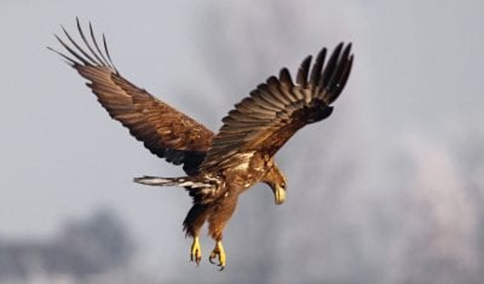 De zeearend. (foto Stichting Het Groninger Landschap)