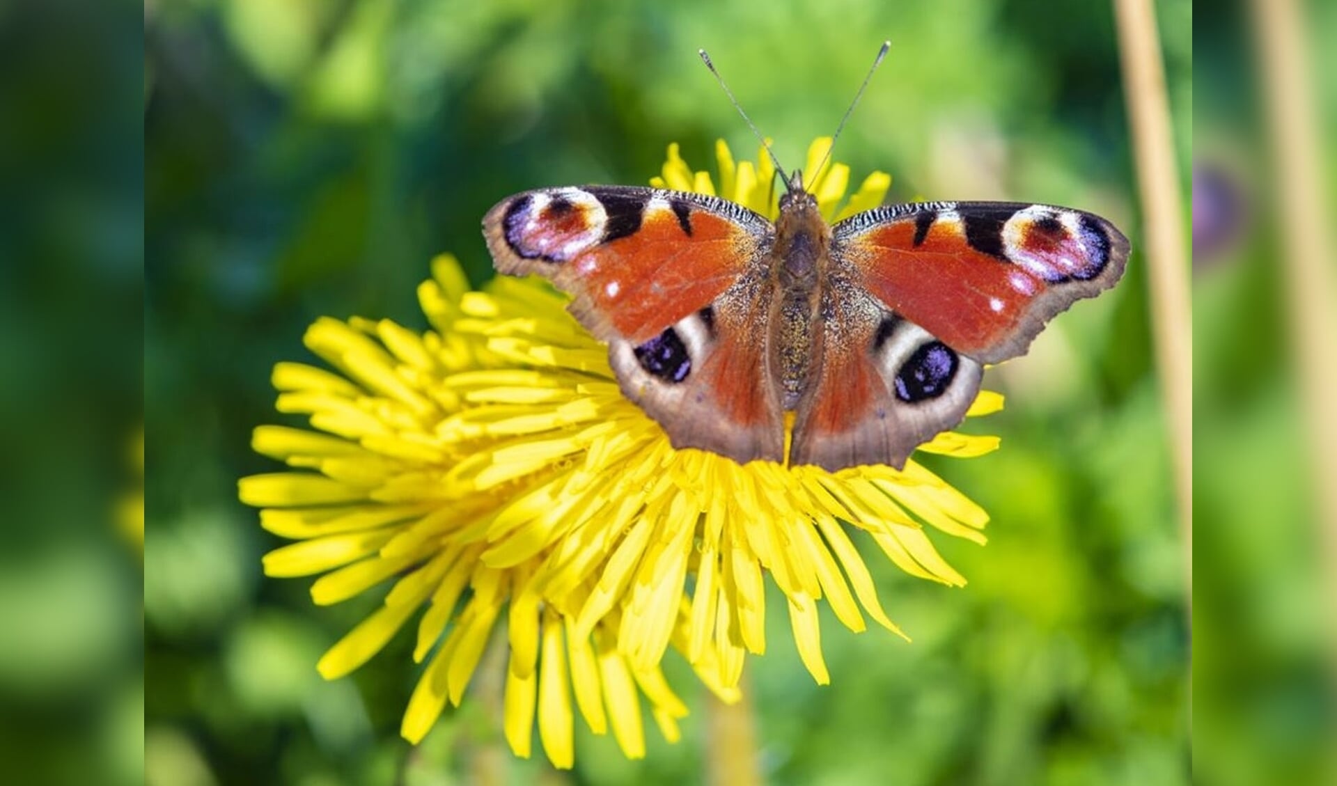 De provincie Drenthe steunt maatregelen die de omgeving meer bij- en vlindervriendelijk maken.